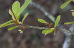 Smallflower pawpaw